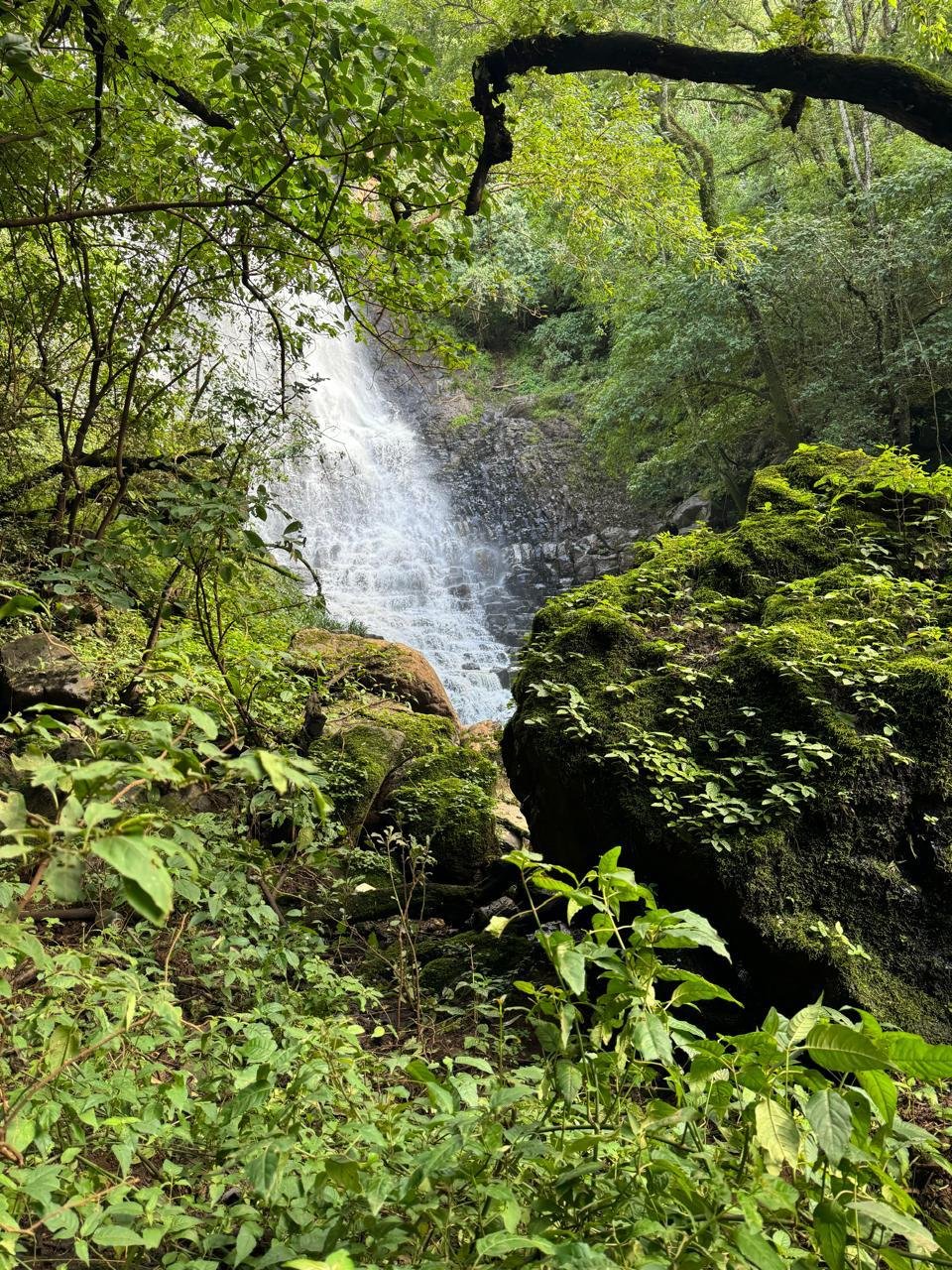 Llanitos